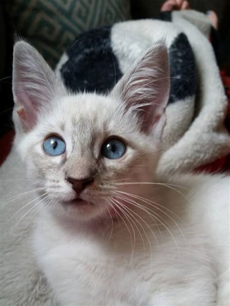 Things You Need To Know About Lilac Point Siamese Cat Story The