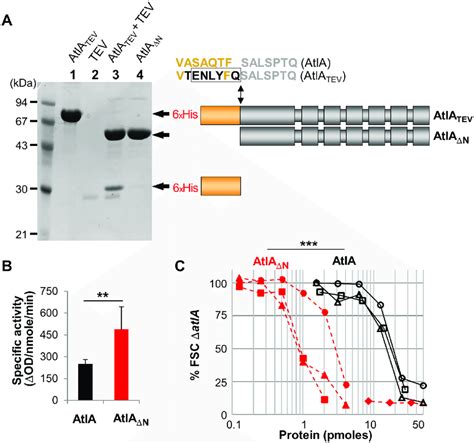 Truncation Of AtlA N Terminal Domain Enhances Septum Cleavage Activity