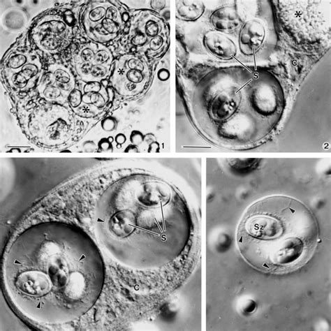 Schematic Drawing Of The Sporocyst Wall Sw Consisting Of An Inner