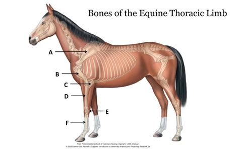 Bones Of The Equine Thoracic Limb Diagram Quizlet