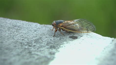 Massive Cicada Emergence Possible This Weekend Wgn Tv