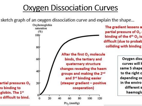 A Level Aqa Biology Transport Of Oxygen Bundle Teaching Resources