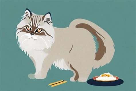 Himalayan Cat Food In Paarl Pets24