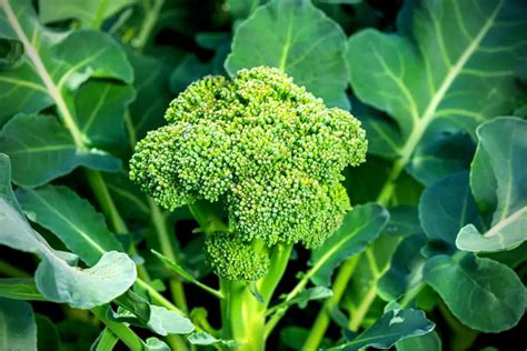 How To Grow Broccoli In Your Raised Beds Bed Gardening