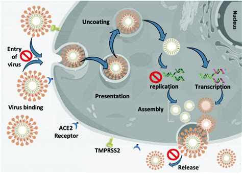 Essential Role Of Quantum Science And Nanoscience In Antiviral