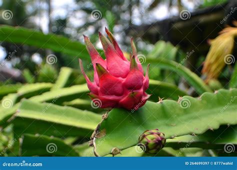Selenicereus Undatus Flower Bud Stock Photography