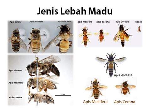 Lebah Apis Dorsata Sinau