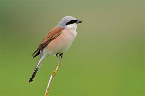 Pie Gri Che Corcheur Photos Oiseaux Ch