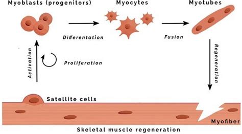 Skeletal Muscle Regeneration Through Satellite Cells When Muscle