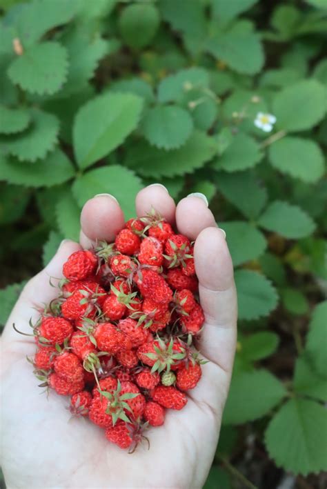 Foraging Wild Strawberries Fragaria Sp — Practical Self Reliance