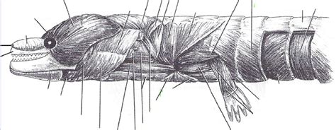 Necturus Muscles Head Trunk Lateral View Diagram Quizlet