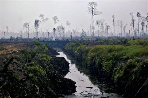 Indonesian Palm Oil Giant Clearing Peat Forest Despite Its Rspo