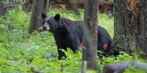 Elementary Ecosystem Investigation Alabamas Native Wildlife Awf