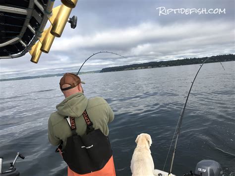 Epic Resident Coho Salmon Fishing Report For Seattle