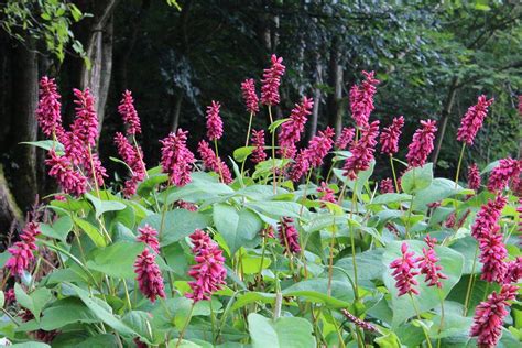 Persicaria Amplexicaulis Inverleith Aka Polygonum Or Knotweed A