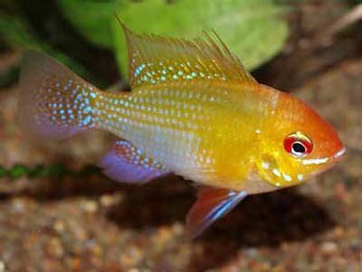 Microgeophagus Ramirezi Gold 4 5cm