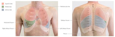 Location Of Lung Lobes Stock Illustration Of Lobes