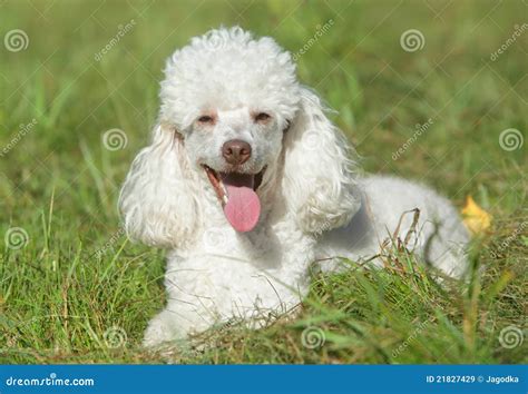 White Poodle Puppy In Grass Royalty Free Stock Images - Image: 21827429