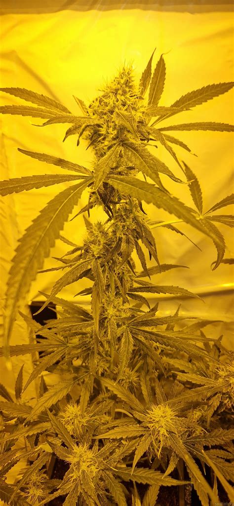 Sensi Star Paradise Seeds Hanfsorten Galerie