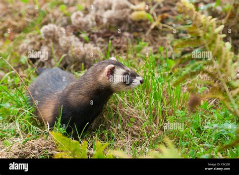 Europäischer Iltis Mustela Putorius European Polecat Stock Photo Alamy