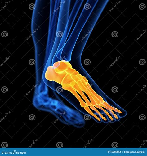 The Foot Bones Stock Illustration Illustration Of Black 45382064