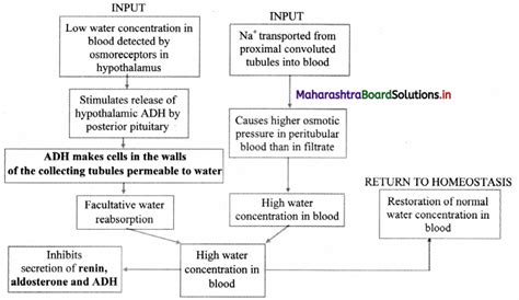 Maharashtra Board Class 11 Biology Solutions Chapter 15 Excretion And