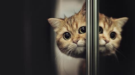 Light Brown Cat Face Is Reflecting On Mirror 4K HD Cat Wallpapers | HD ...