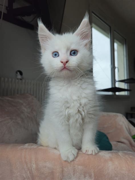 Ub Lio De L Or Sauvage Chaton Maine Coon Loiret