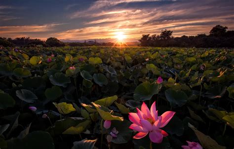 Wallpaper Lotus, Sunrise, Field images for desktop, section пейзажи - download