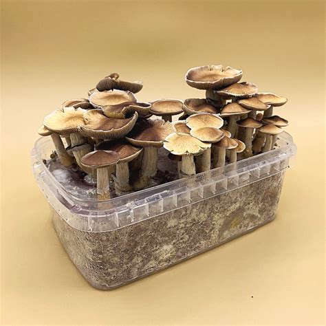 Golden Teacher Magic Mushroom Grow Kit Psili Magic Mushroom Grow Kits Canada