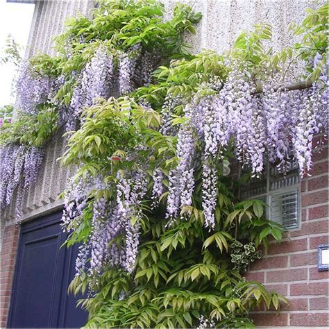 Chinese Wisteria Blue Wisteria Sinensis Stunning Climber Etsy Uk