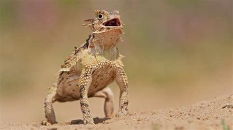 Bbc Earth If It Has To A Horned Lizard Can Shoot Blood From Its Eyes