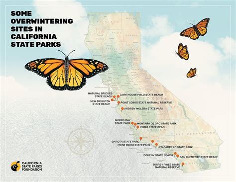 Protecting The Western Monarch Butterfly Cal Parks