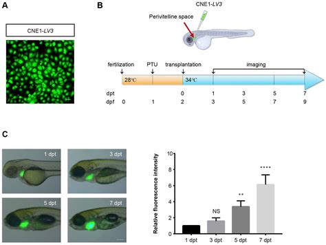 Establishment Of A Zebrafish Xenograft Model For In Vivo Investigation