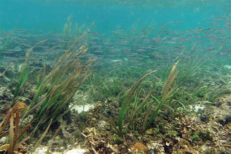 Seagrass Meadows Provide Multiple Benefits To Adjacent Coral Reefs Through Various Microhabitat