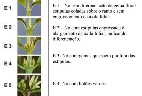 O Acompanhamento Da Fenologia Do Cafeeiro Importante No Manejo Da