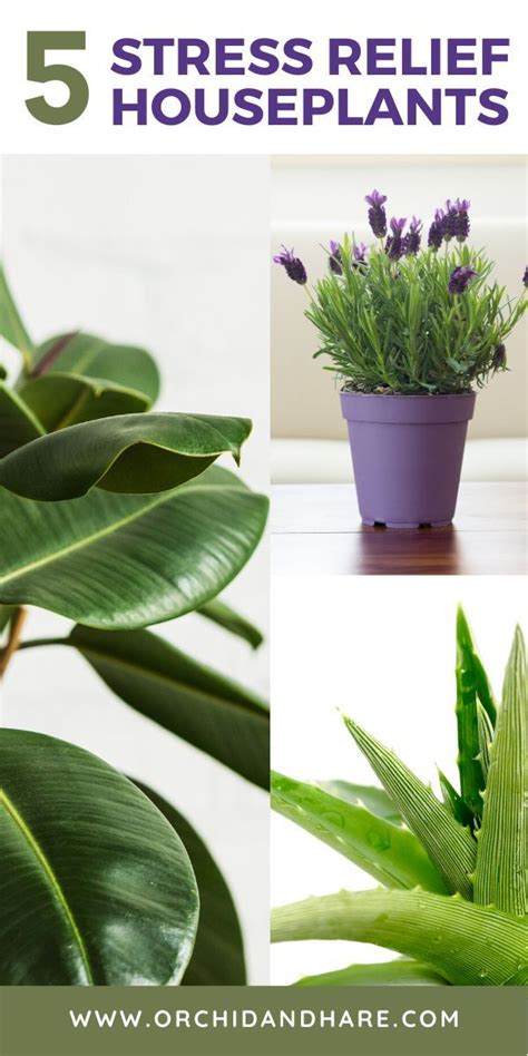 5 Stress Relieving Indoor Plants You Need In Your Home [ Care