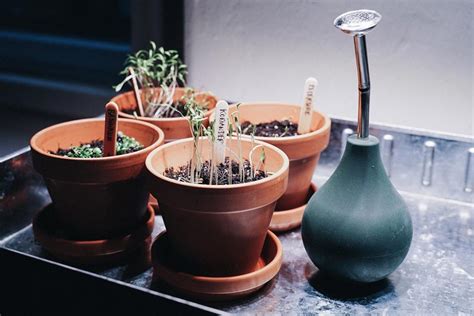 Küchenkräuter für Fensterbank aussäen Gartenblog Hauptstadtgarten