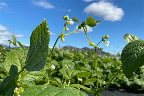 Vegetable Farming South Africa Archives Farming South Africa