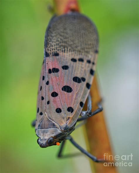 Adult spotted lanternfly Photograph by Iris Richardson - Fine Art America