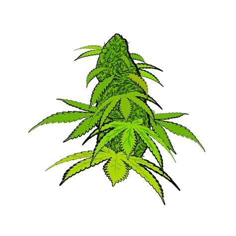 Green Bright Cannabis Flower In A Hand Drawn Style 1483634 Vector Art