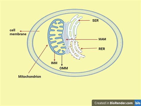 Structure Of Mitochondrial‐associated Endoplasmic Membranes Imm Inner Download Scientific