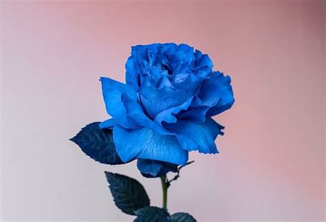 Blue Roses: Meaning, Symbolism, and Proper Occasions - A-Z Animals