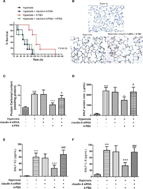 Figure From Suppression Of Endoplasmic Reticulum Stress By Pba