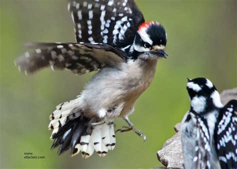 Downy Woodpecker, male, female | BirdForum