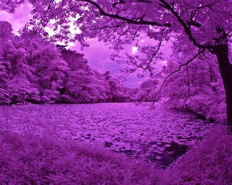 Purple Trees And Grass Are In The Foreground