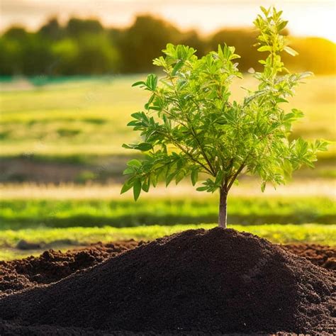 Planta Verde Que Crece En El Campo Foto Premium