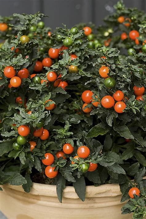 Buy Ornamental Cherry Seeds - Plantshop.me UAE