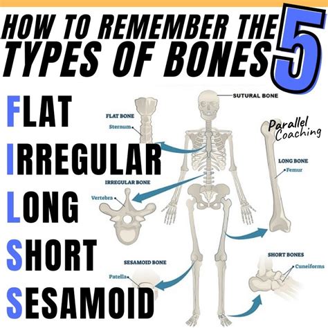 Types Of Irregular Bones