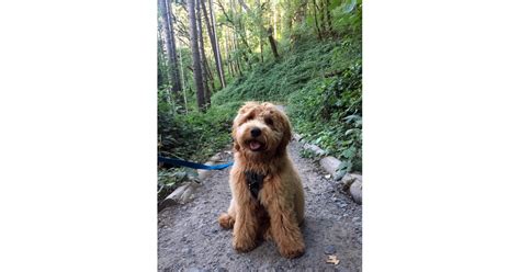 Cute Pictures Of Goldendoodles Popsugar Uk Pets Photo 26